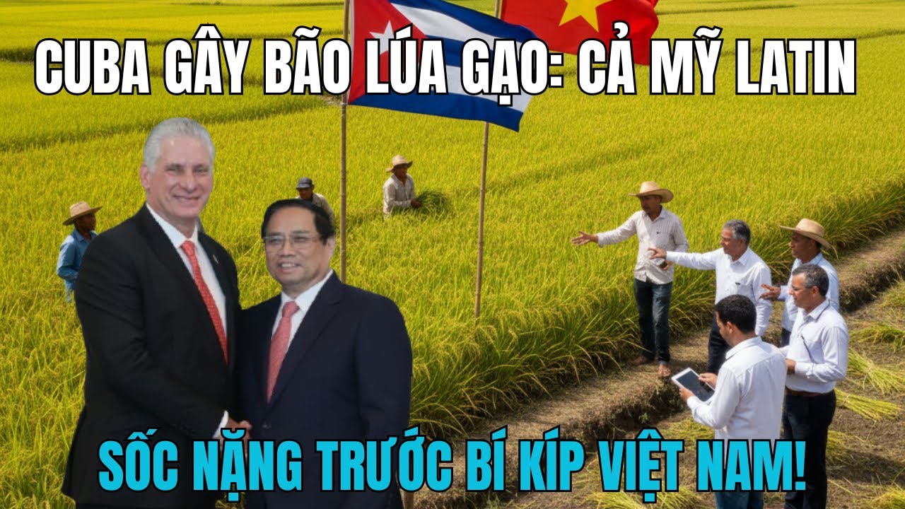 CUBA GÂY BÃO LÚA GẠO: CẢ MỸ LATIN SỐC NẶNG TRƯỚC BÍ KÍP VIỆT NAM!