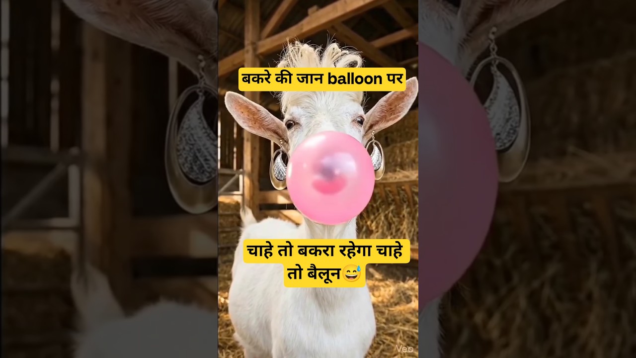 Bakra Eid  8 