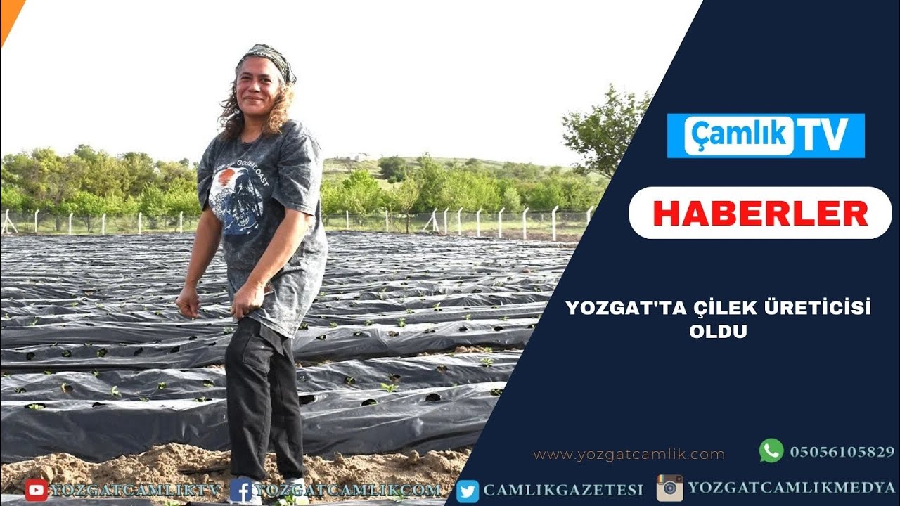 YOZGAT'TA ÇİLEK ÜRETİCİSİ OLDU