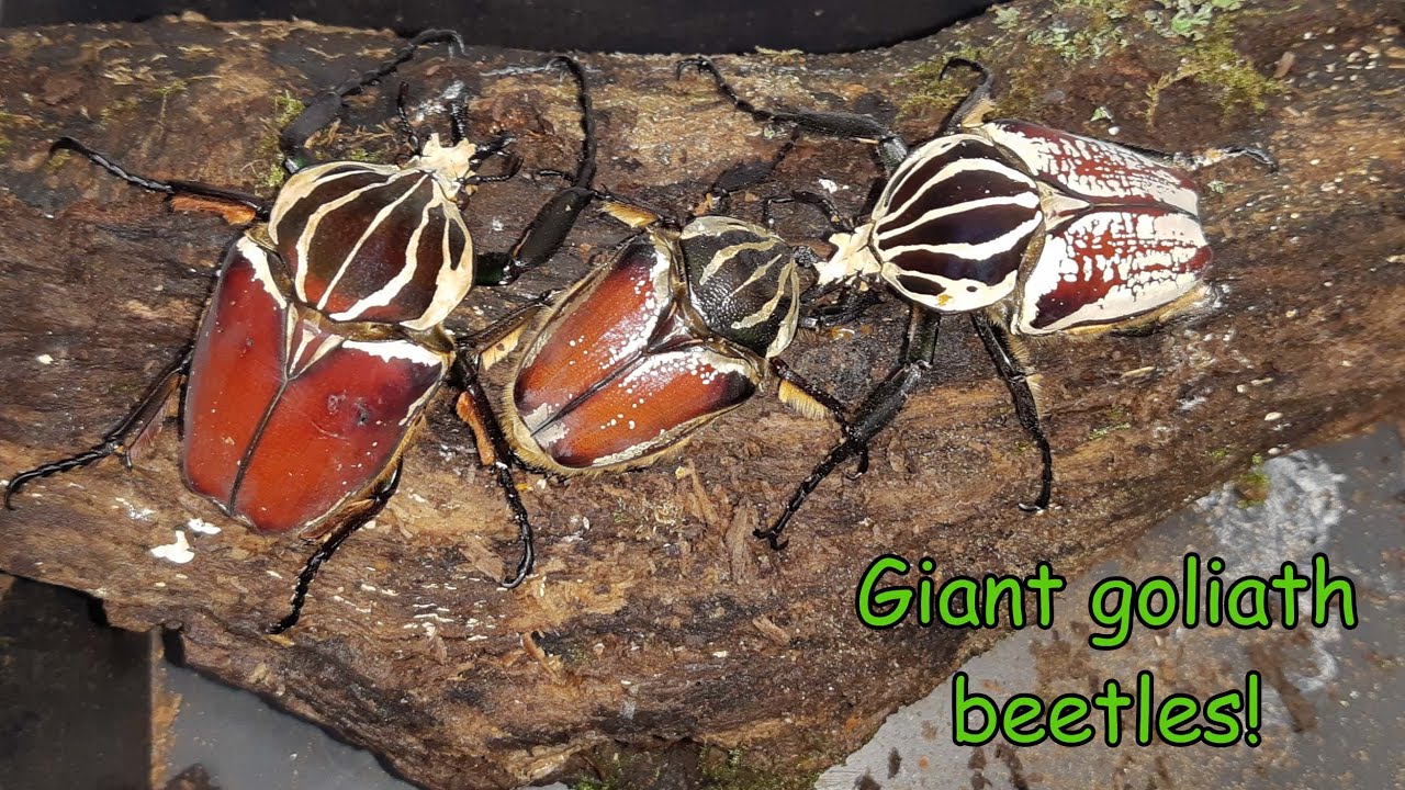 The king of beetles, the goliath beetle!