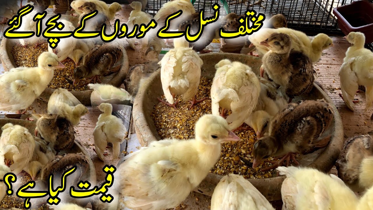 Peacock Chicks | Mor K Bache | Peacock Chicks Prices | Bjrds Market Rawalpindi