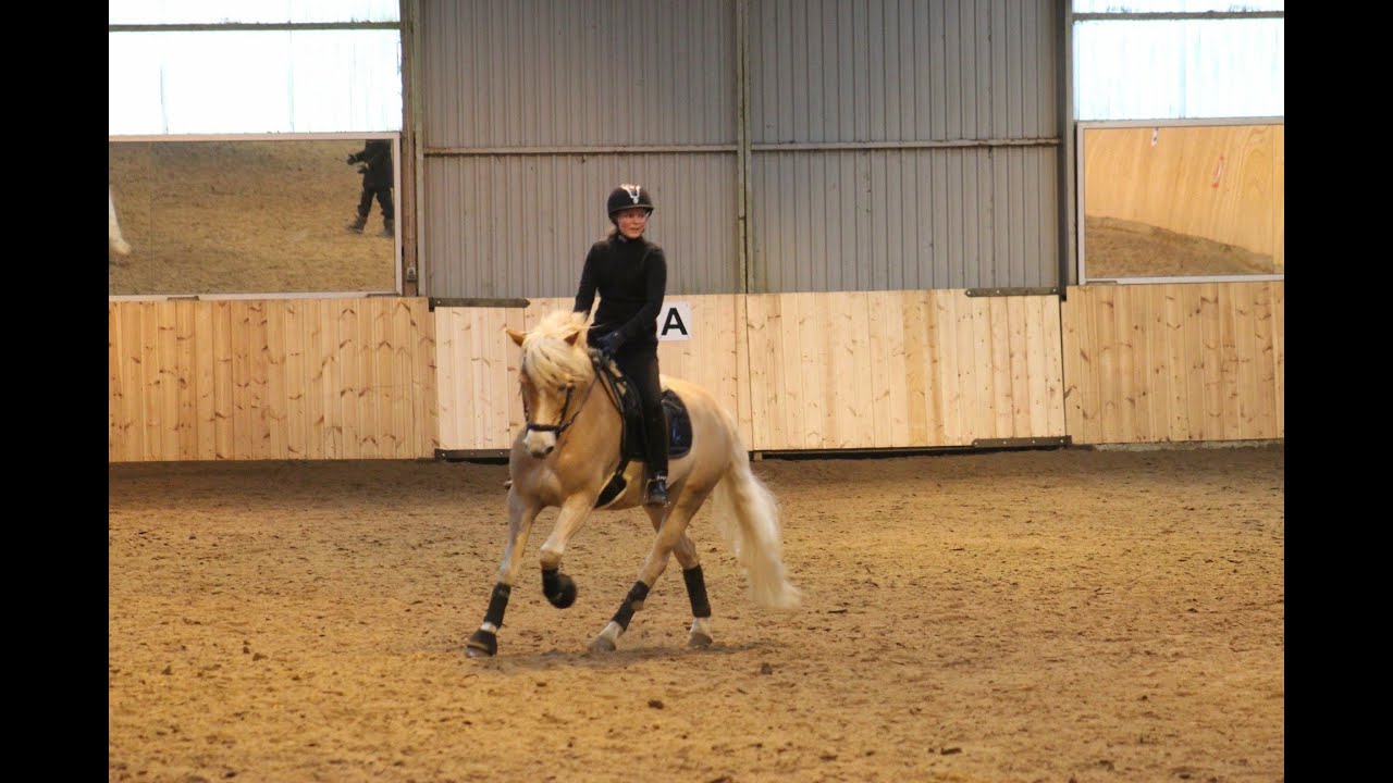 TOP DRESSUR HAFLINGER Sting Classwei Af &Aring;tte Bjerge