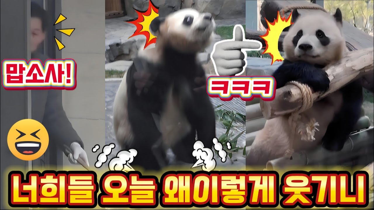 에버랜드 판다월드 💢 맙소사 후이가 오늘 너무너무 웃겨요 ㅋㅋㅋ 🤣😂미치겠다 