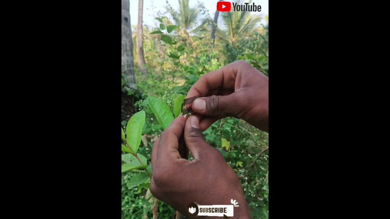 Grafting guva plant #guva#agriculture#target#1million#dailyvlog#fruit 