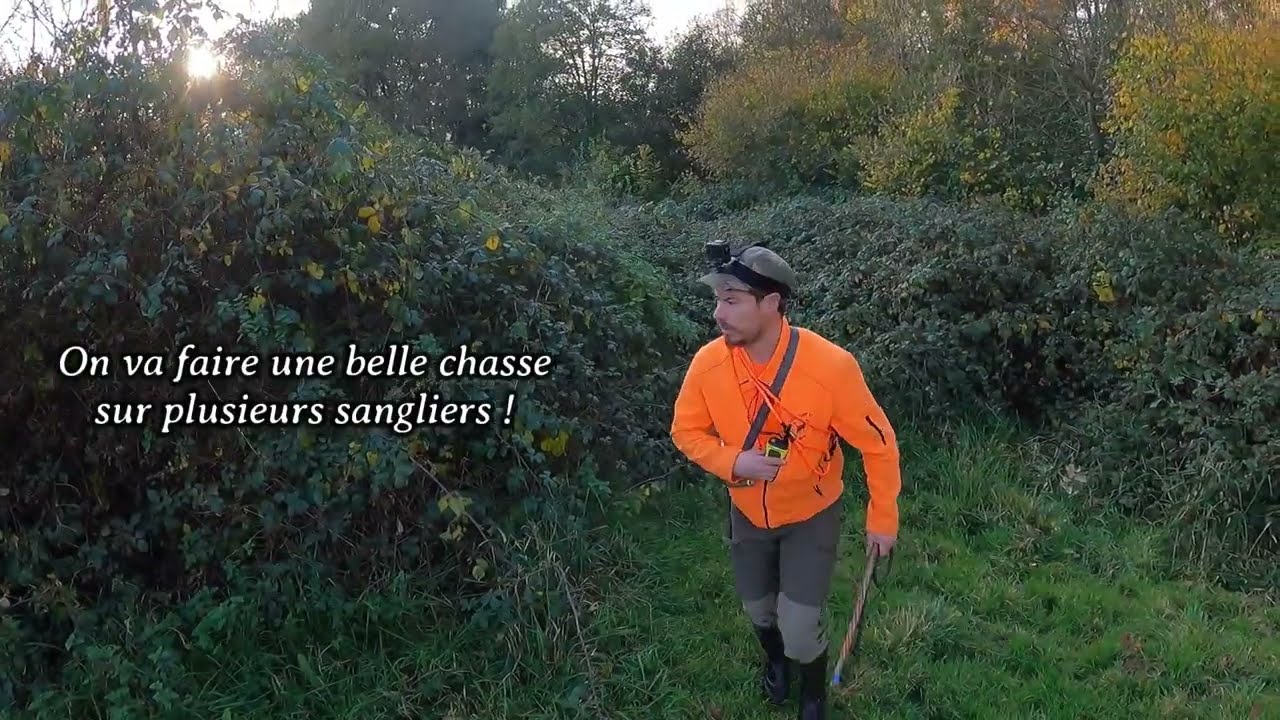 Chasse aux sangliers beaucoup de loupés ! 2025 