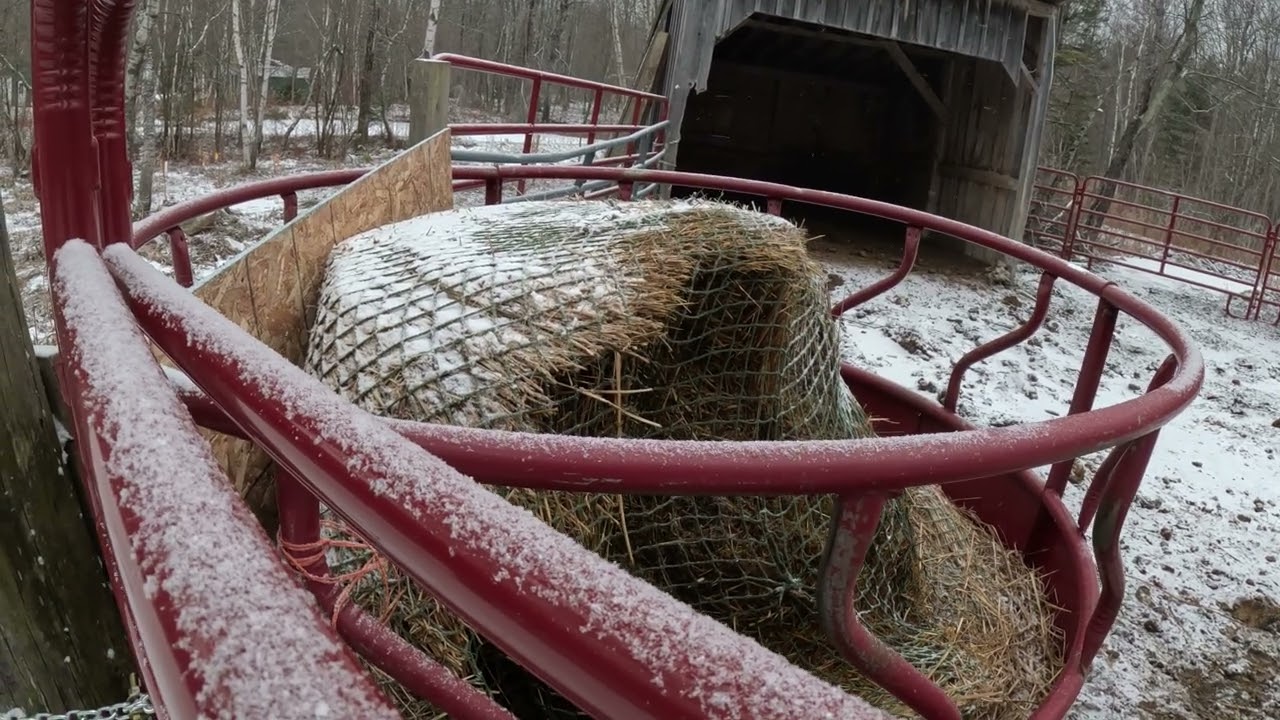 Winter Feeding and Coral set up for the Cows