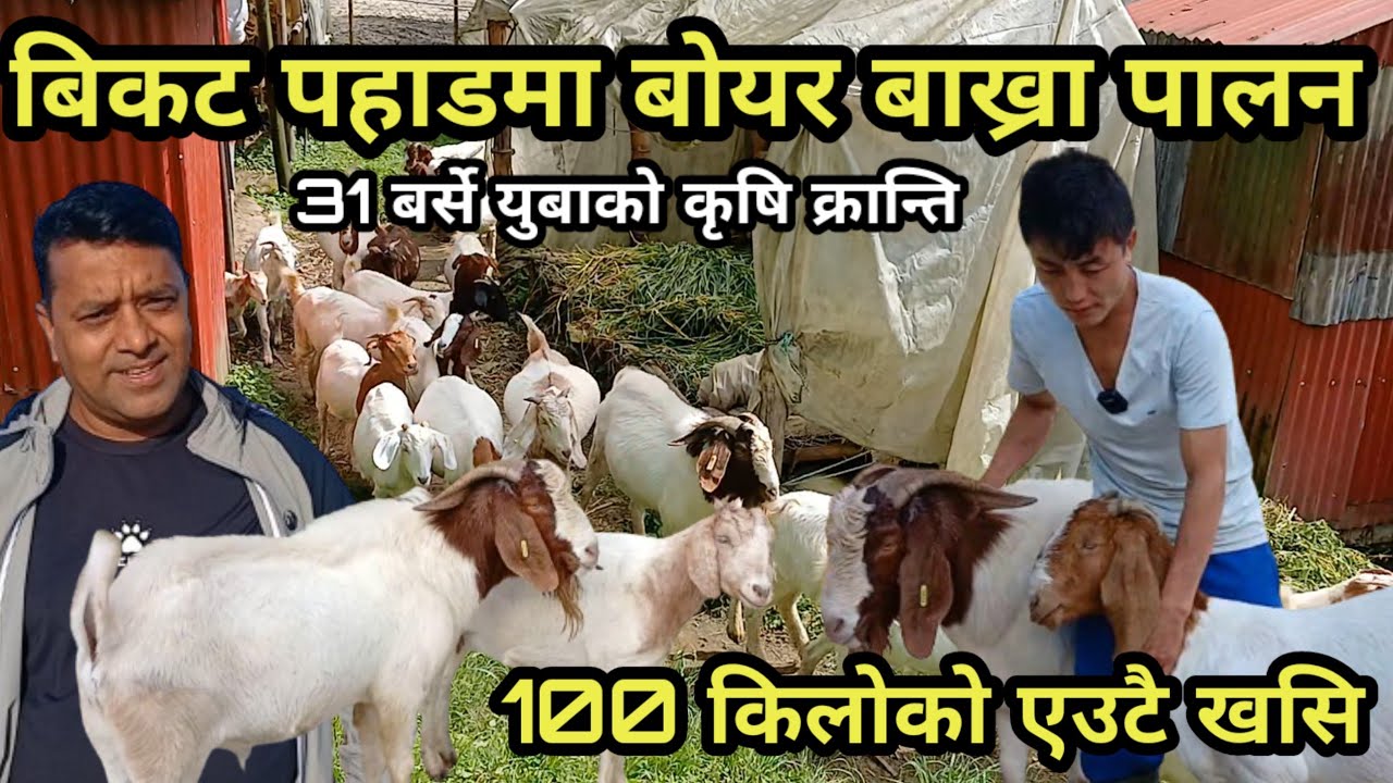खुल्ला जङ्गलमा चराएर बोयर बाख्रा पालिरहेका 31 बर्से युबा को सफलताको कथा , एउटै बोका 100 किलोको ilam