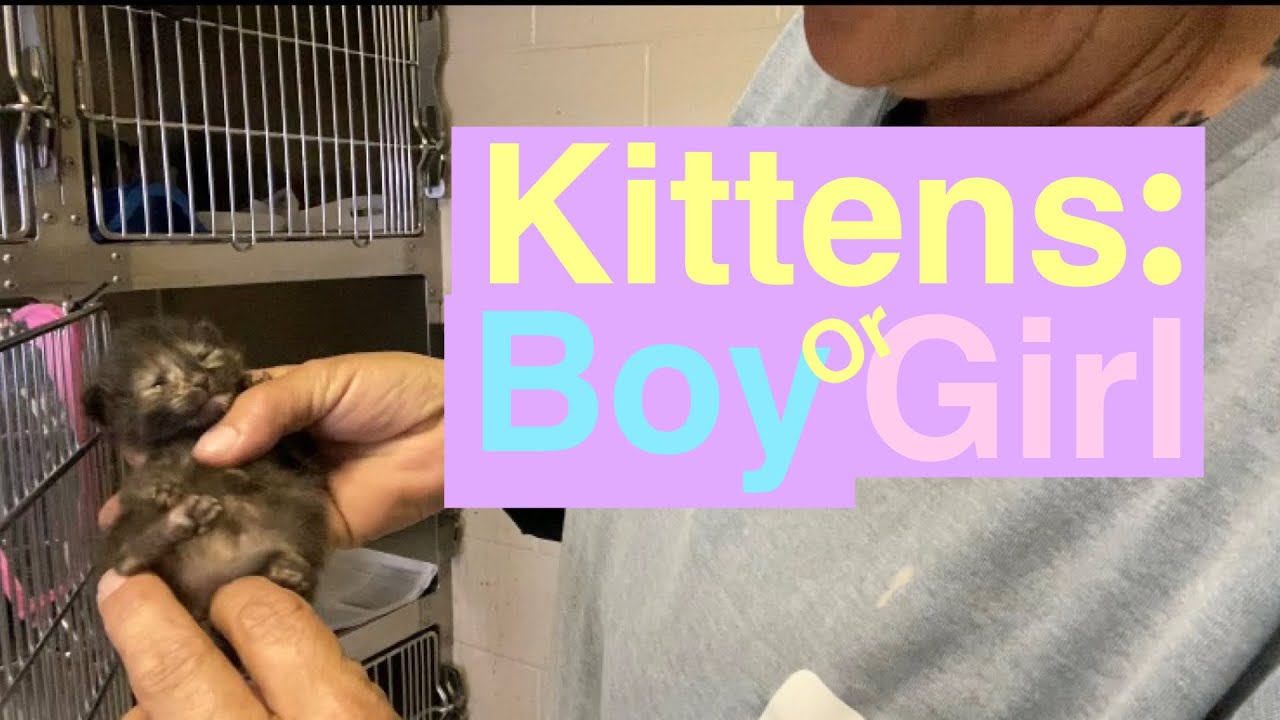 How to tell the sex of a kitten!