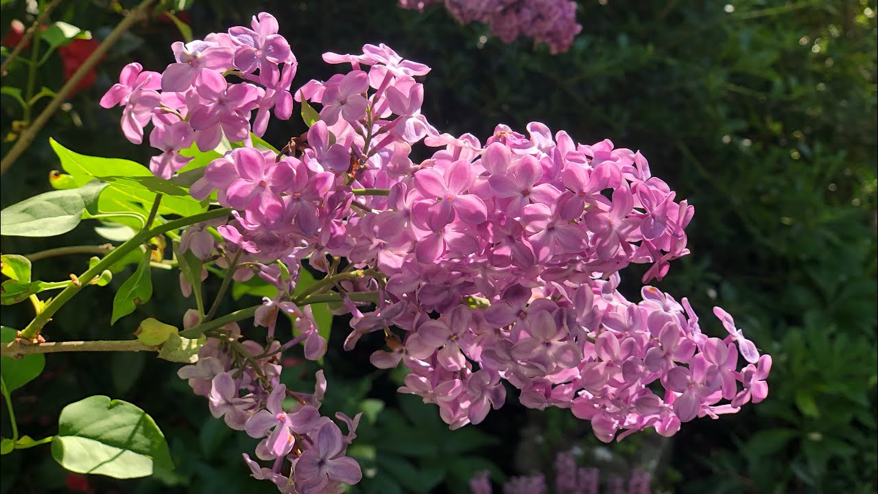 My favorite lilacs that smell great for zone 7 gardens