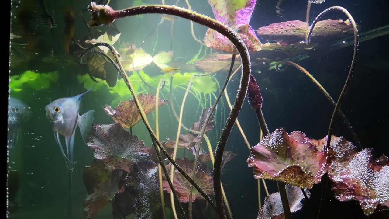 Lotos Tygrysi, Nymphaea lotus, Lotus Tiger, kwiat lotosu tygrysiego, kwitnący lotos tygrysi