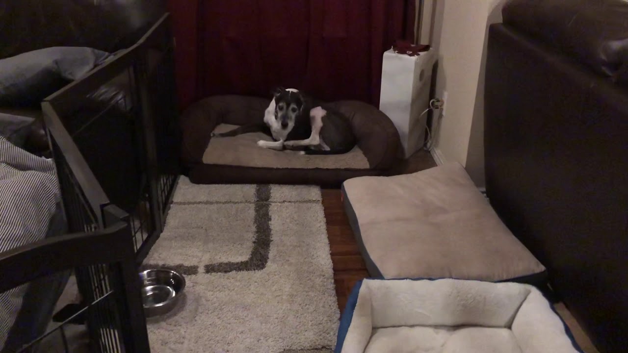 Day 14 - week 2 done - Dog TPLO surgery recovery update