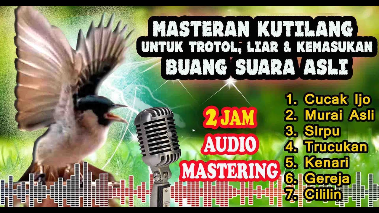 Masteran Kutilang Full Isian Durasi Panjang - Masteran Kutilang Gacor Mewah Buang Suara Asli