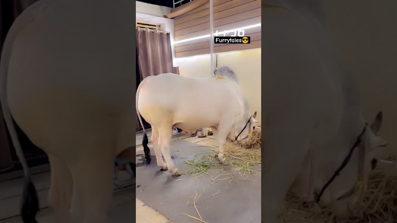 Heavy Size Qurbani Bulls in Hyderabad😱🔥 #shorts #qurbanicollection #heavyweightbull