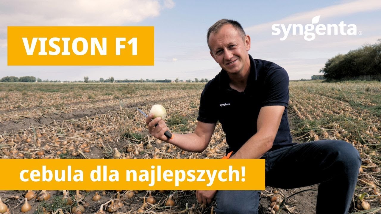 Cebula Vision F1 -  rijnsburger dla najlepszych❗