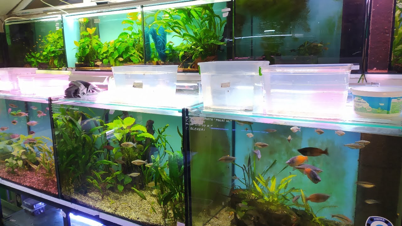 Gezenti Vlog #97 (Rainbow Fish Turkey) [Tahsin Baki]