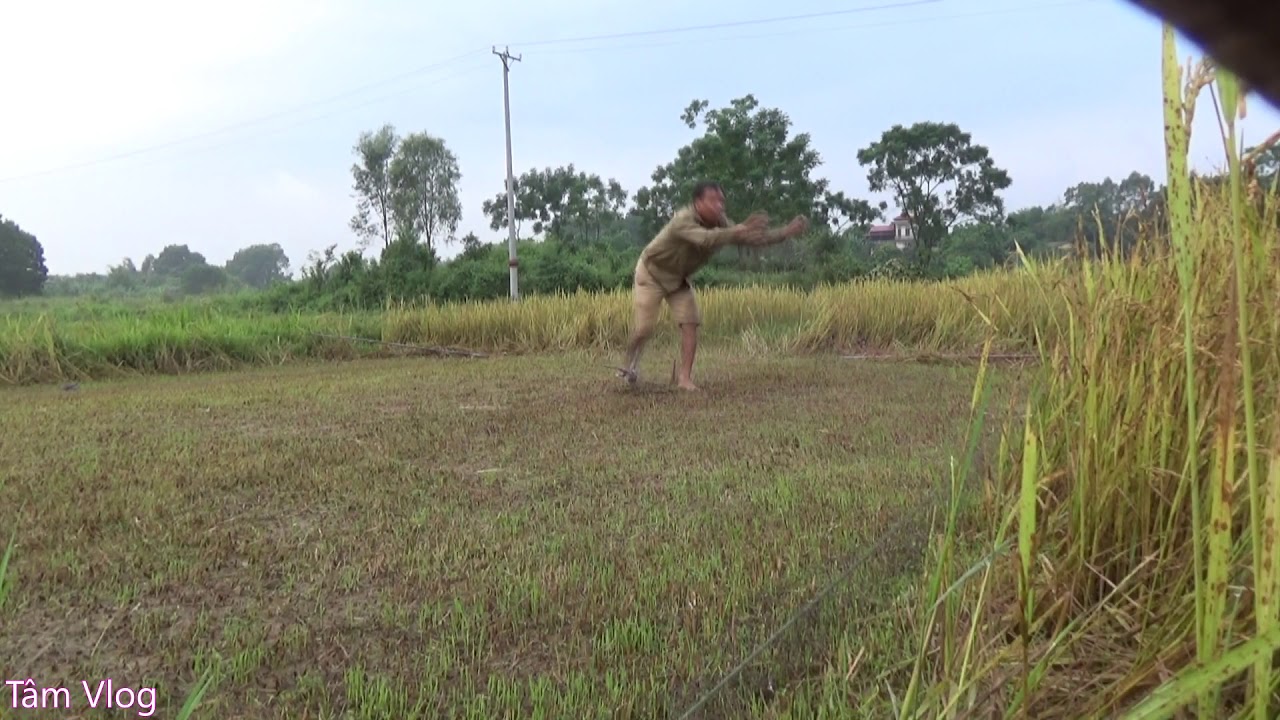 Cao Thủ Bẫy Cu Ngói Up 3 Phát Liên Tục  - Tâm Vlog