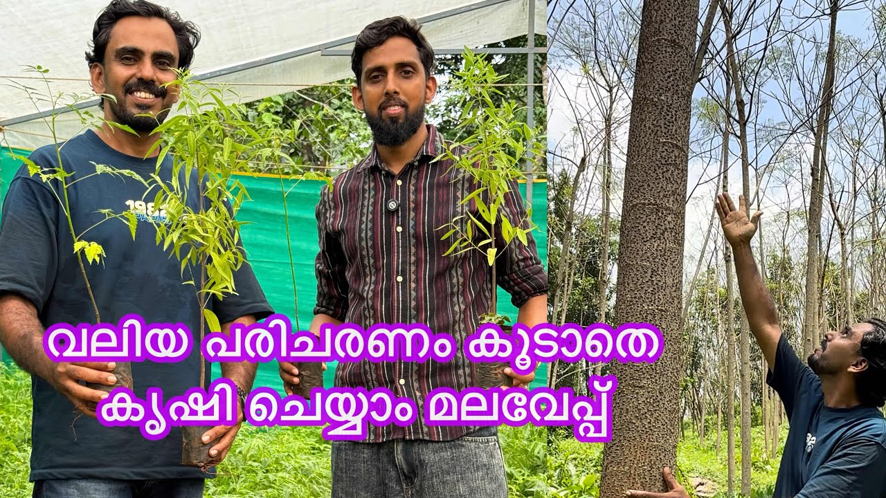 മലവേപ്പ് കാട്ടുവേപ്പ് കാട്ടുകടുക്ക വളർച്ചയിൽ ഒന്നാമൻ കേരളത്തിൽ വൻ ഡിമാൻഡ് #malaveppu #meliadubia 