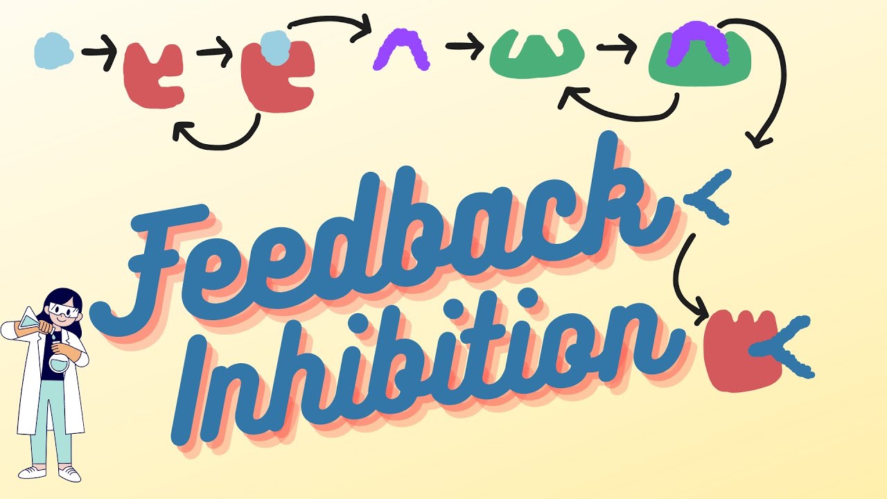 What is Feedback Inhibition