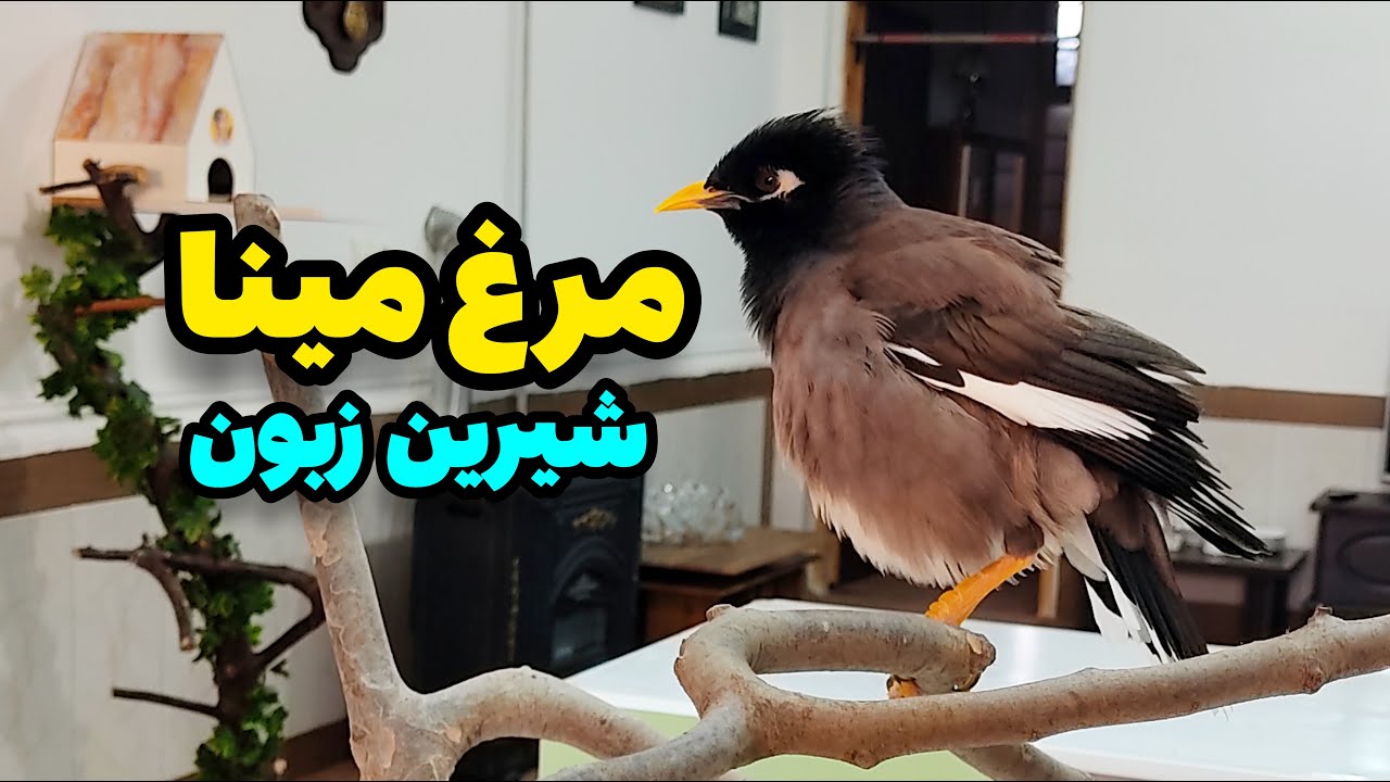 مرغ مینا سخنگو 🐦/ پرنده مینا