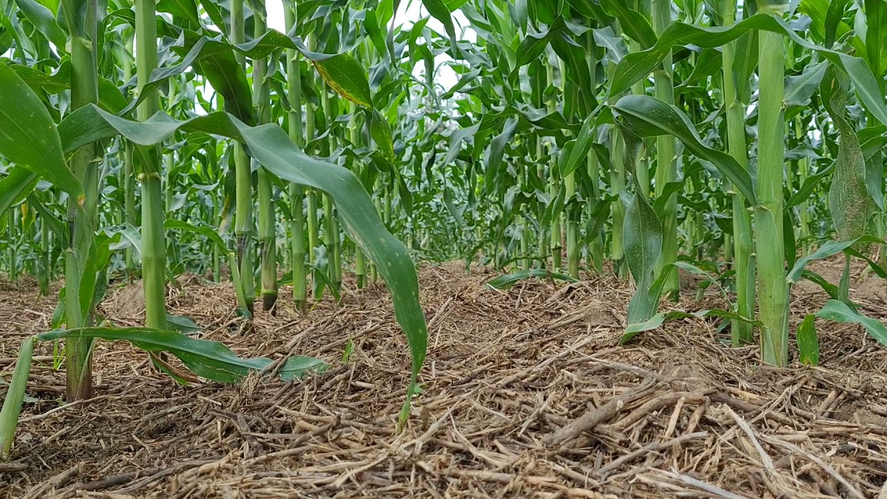 MAIZE UNDER CONSERVATION AGRICULTURE