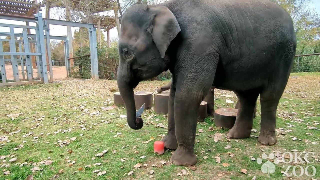 Elephants and Monkeys Enjoy Festive Enrichment at Oklahoma City Zoo