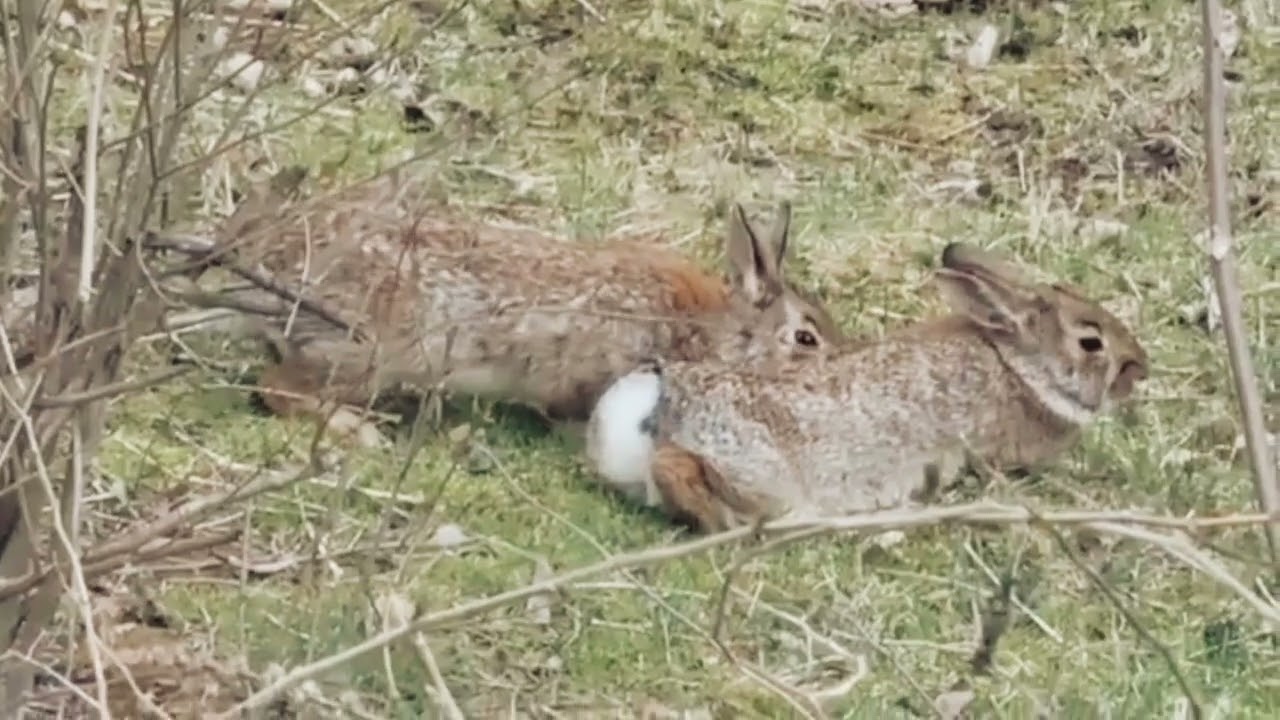 You've Never Seen Anything Like This – A Truly Unforgettable Moment #viralvideo#animal