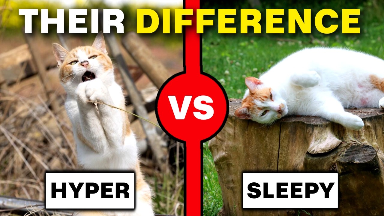 PLAYFUL HIGH ENERGY CATS vs LAZY LOW ENERGY CATS The Truth About Energy Levels