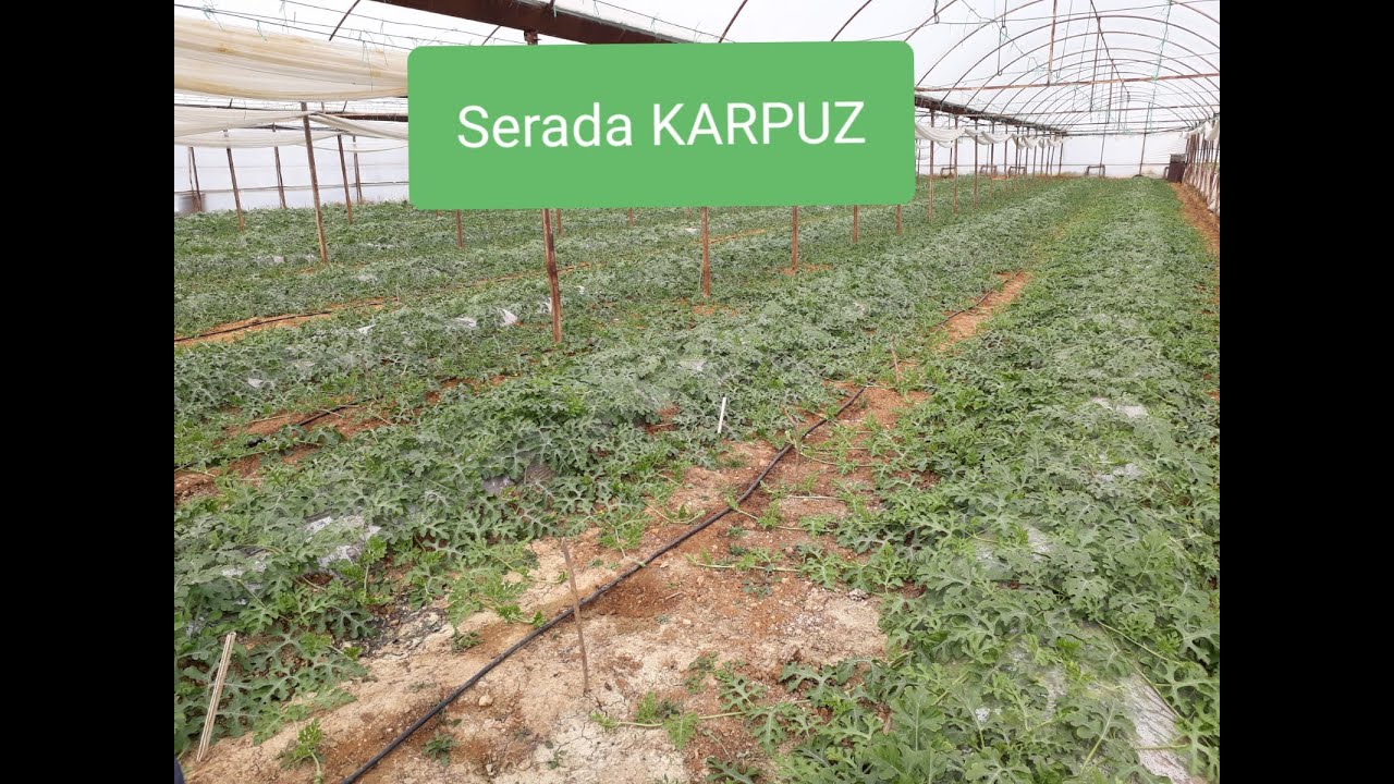 Serada Karpuz Yetiştirilmesi