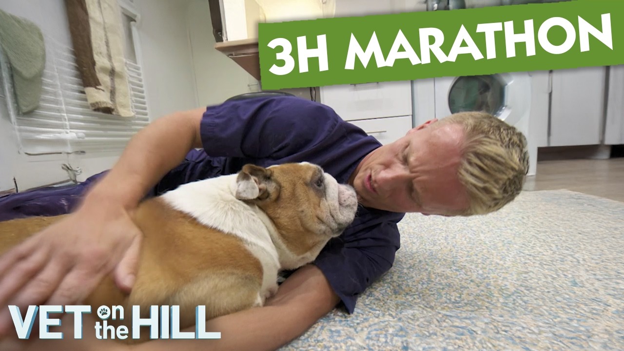 3 Hours of Heartwarming Animal Recovery Stories | Vet On The Hill
