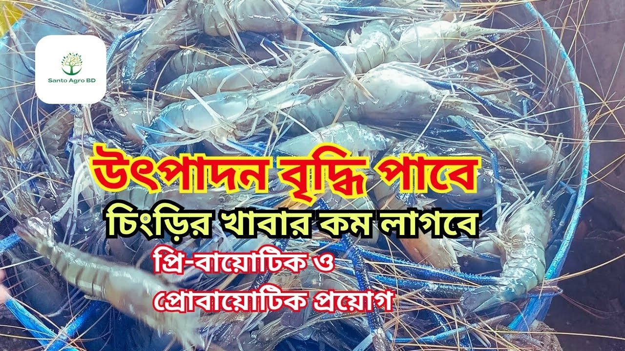 Prawn Farming||পুকুরে প্রিবায়োটিক ও প্রোবায়োটিক প্রয়োগের সঠিক পদ্ধতি । Prebiotics and Probiotics