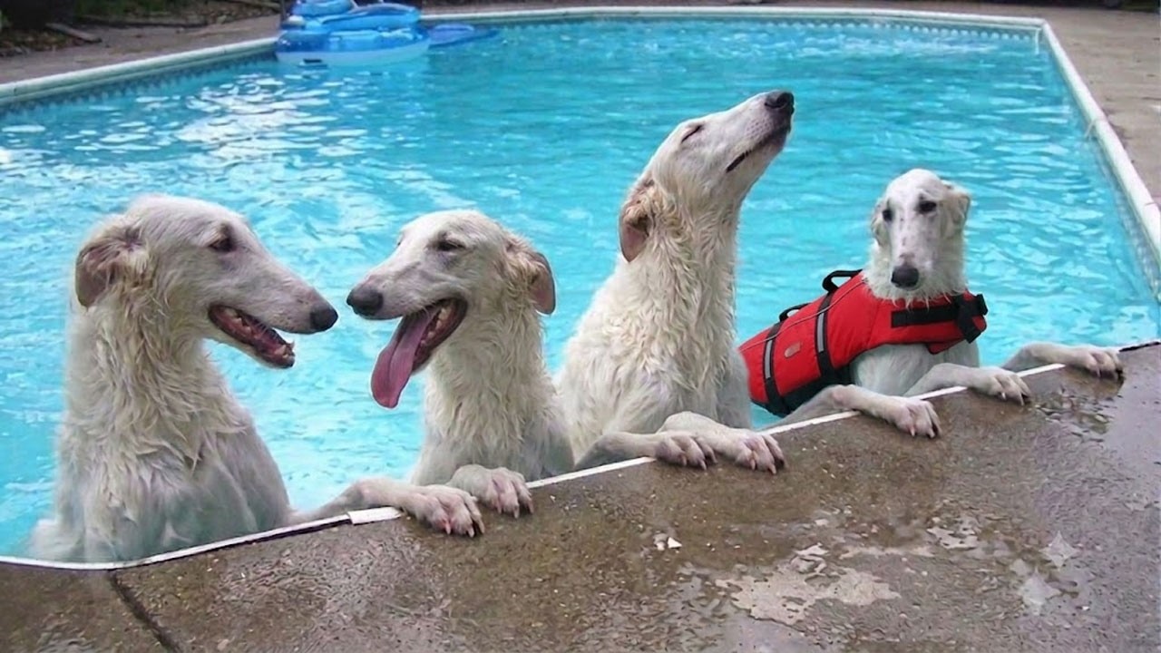 These FUNNY Dogs Didn't Expect To Love Water This Much! 🤣