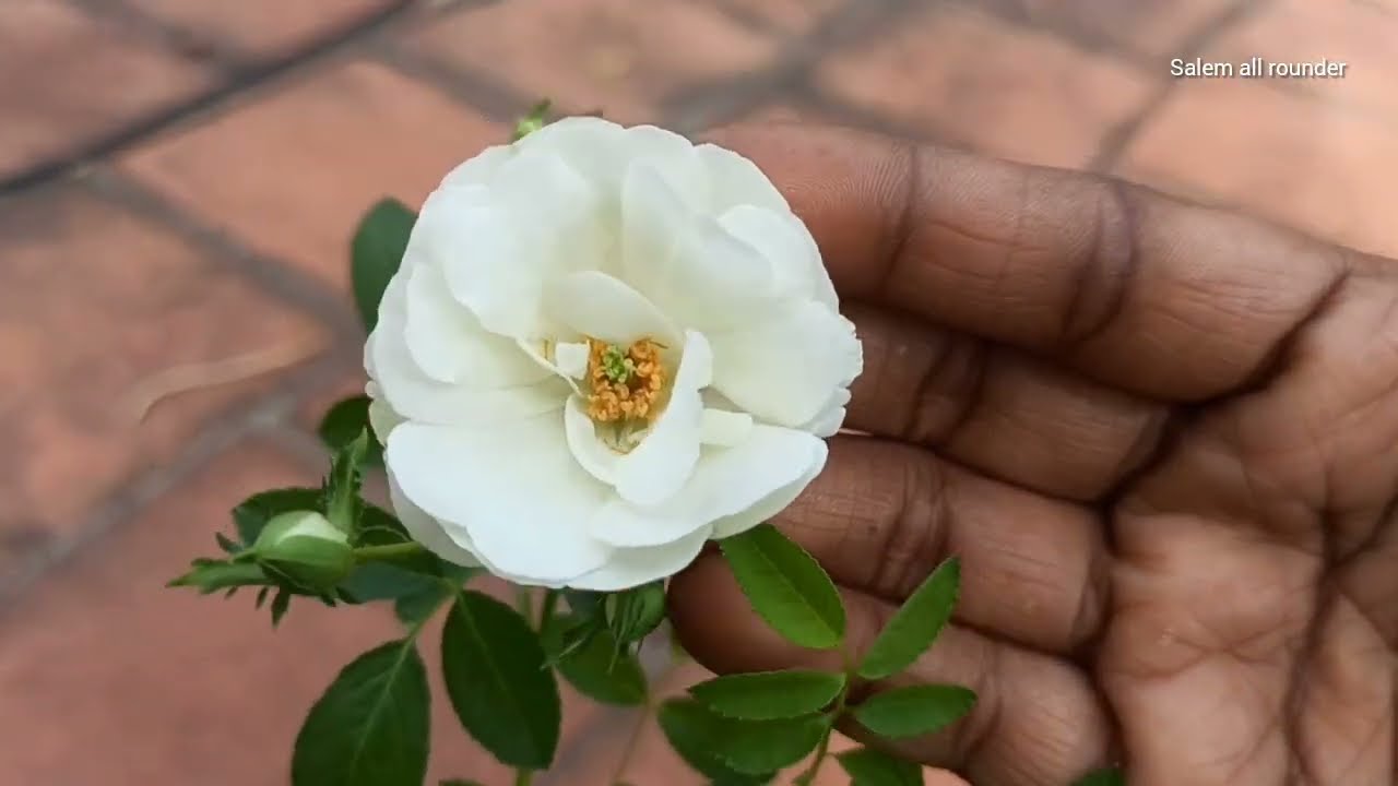 முள்ளே இல்லாத கொடி ரோஸ், கொத்துக் கொத்தாய் பூக்கள் தரும் கொடி ரோஸ் பராமரிப்பு....., 