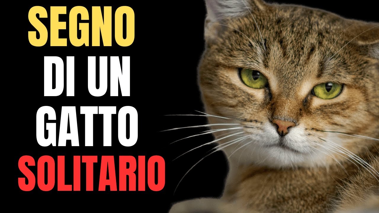 Perché il tuo gatto dorme COSÌ – Avresti voluto accorgertene prima!