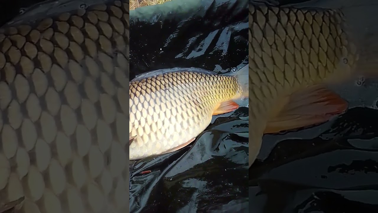 encore une qui a succomb&eacute; &agrave; mes billes #fishing #angler #carp