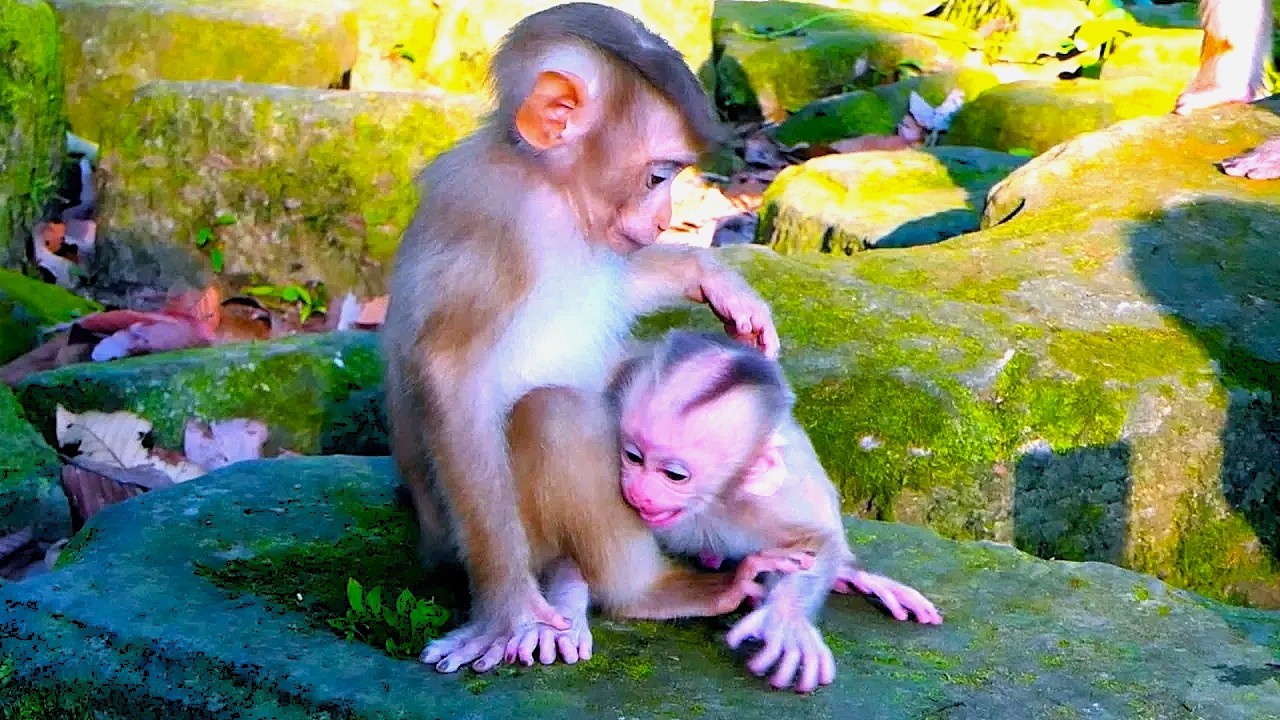 Heart-Warming Baby Lily Take care her newborn brother Jevy while Libby Leave Jevy alone