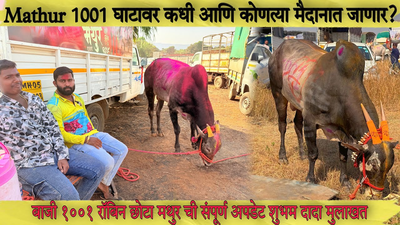 Mathur 1001 घाटावर कधी आणि कोणत्या मैदानात जाणार? बाजी रॉबिन छोटा मथुर अपडेट शुभम दादा मुलाखत