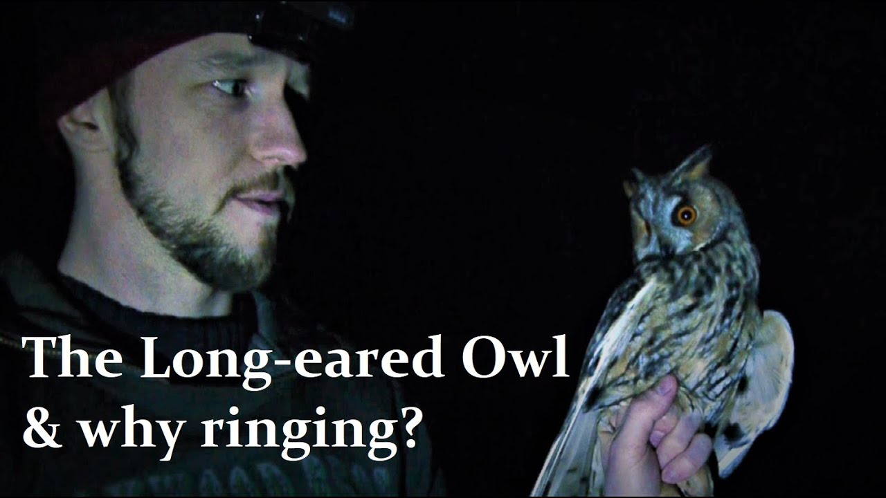 Long-eared Owl Ringing, Sarvipöllö Rengastus, Asio otus