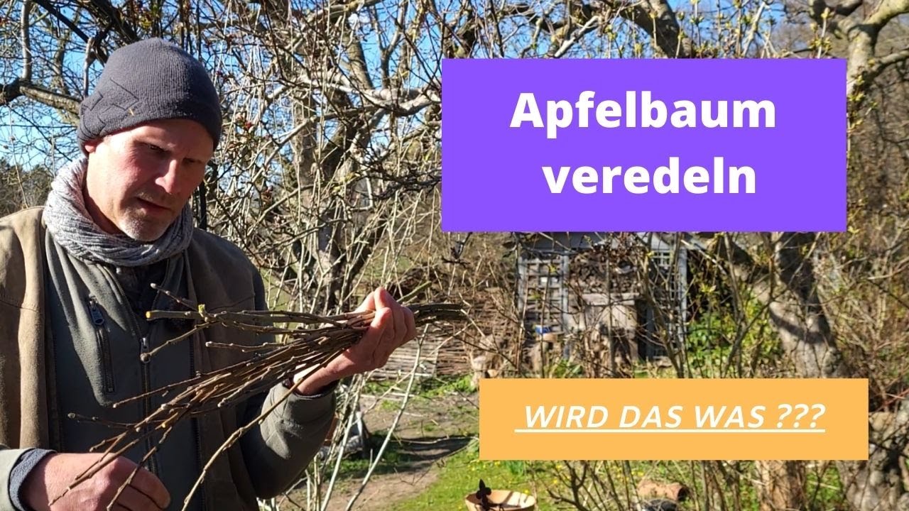 apfelbaum veredeln