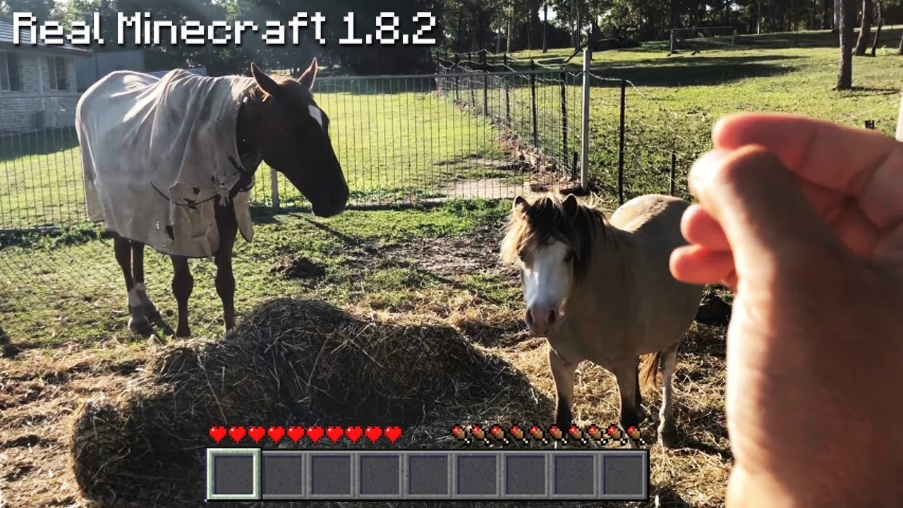 Real Life Minecraft - HORSES and DOGS!!