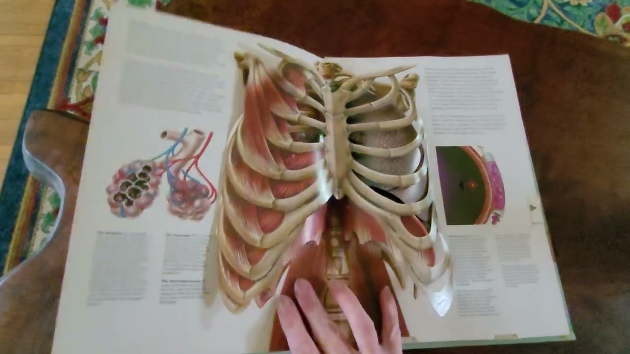 The Human Body by Jonathan Miller pop-up book, 1983