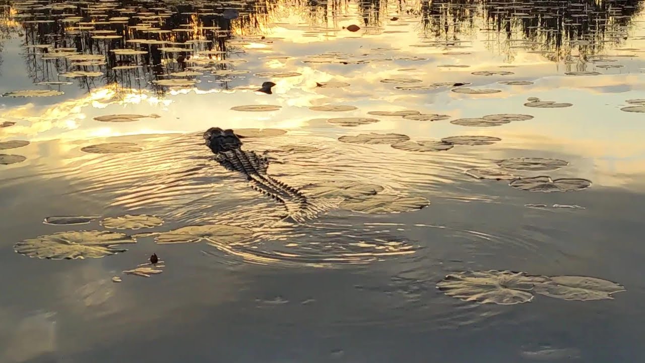 Okefenokee Swamp Sunset Tour