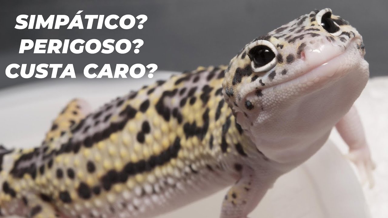 NÃO TENHA UM GECKO ANTES DE VER ESSE VÍDEO! - Curiosidades sobre a Lagartixa Leopardo