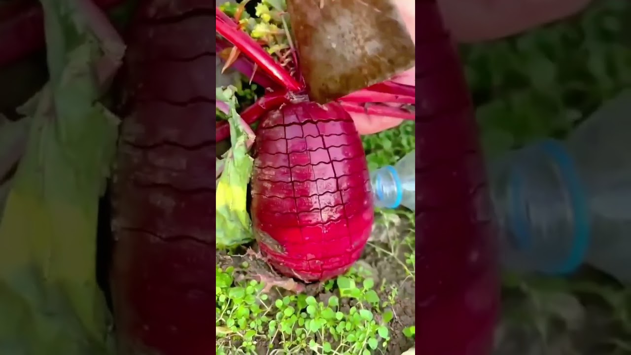 Harvesting a massive,deep red beetroot (or sugar beet) from the garden Soil