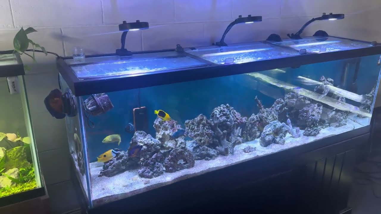 New Fish & Lights for the 125g Tank