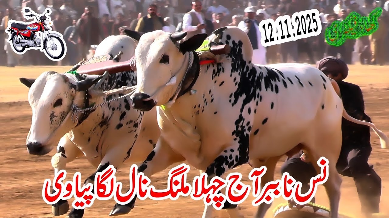 Bull Race In Pakistan Qazejee 12.11.2025