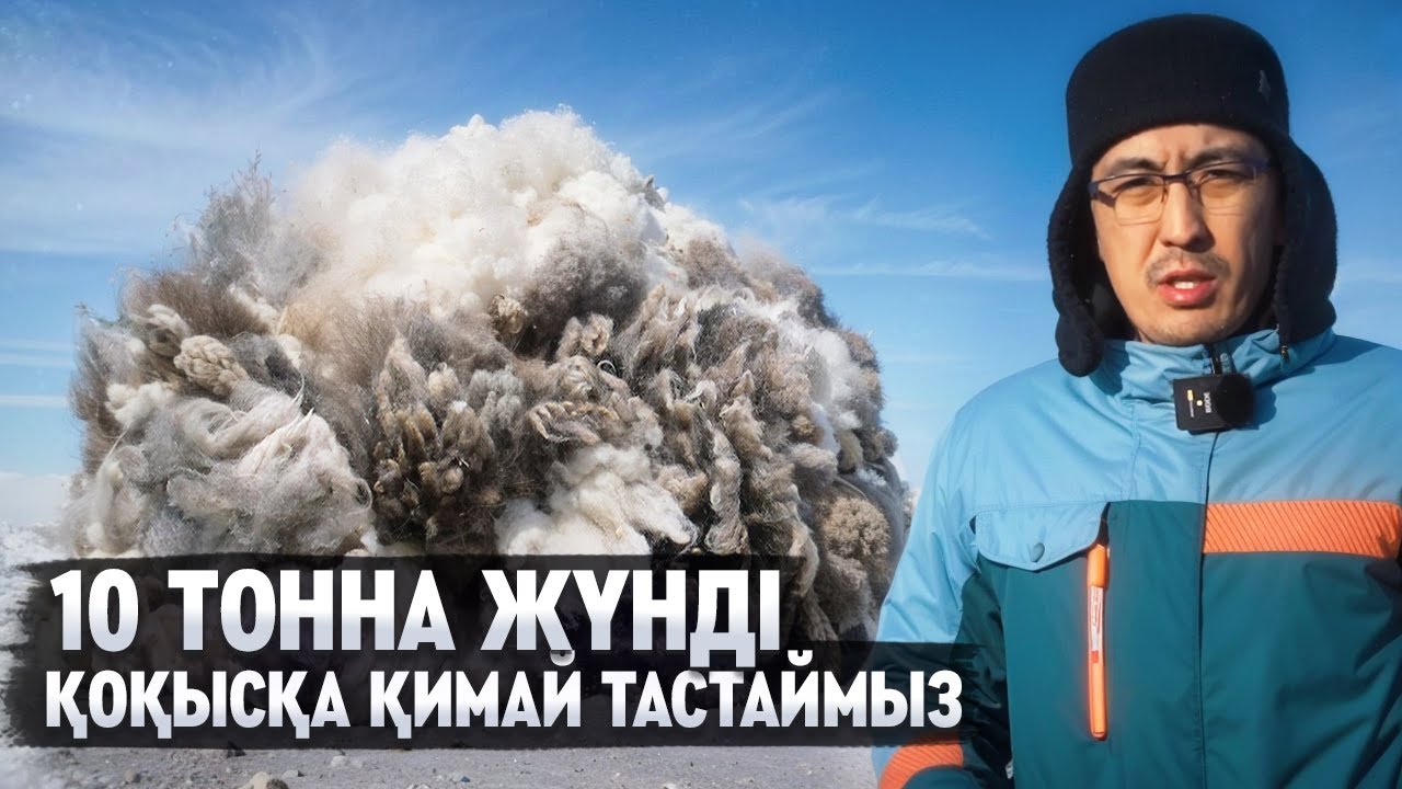 БІЗДЕ 2000 ҚОЙ БАР. ЖЫЛЫНА 10 ТОННА ЖҮН МУСОР БОЛЫП ҚАЛАДЫ. ҚОЙДЫ ҚАЛАЙ КҮТЕМІЗ?