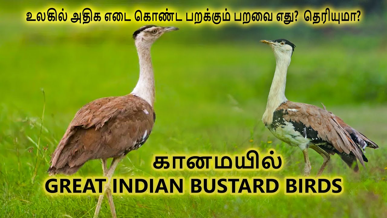 Great Indian bustard(Ardeotis nigriceps)heaviest Flying Bird In The world|தமிழ் #birds