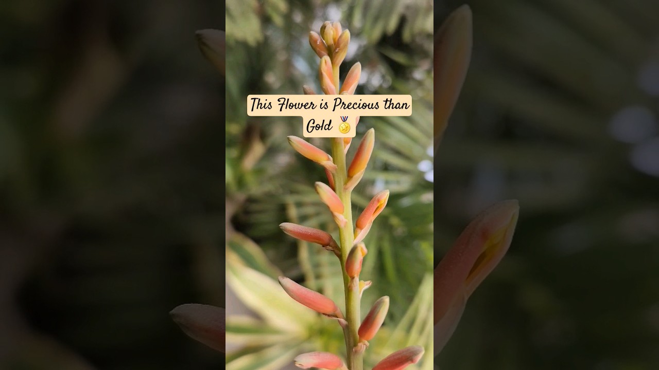 🏵 Aloe Vera Plant Flower Benefits 🏵 #plants #plant #garden #gardening #aloevera #shorts