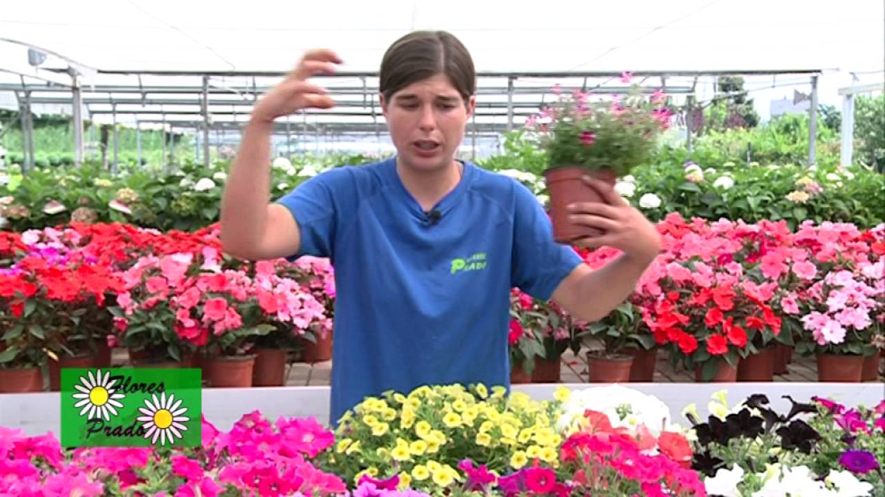 Petunias, surfinias y estevia