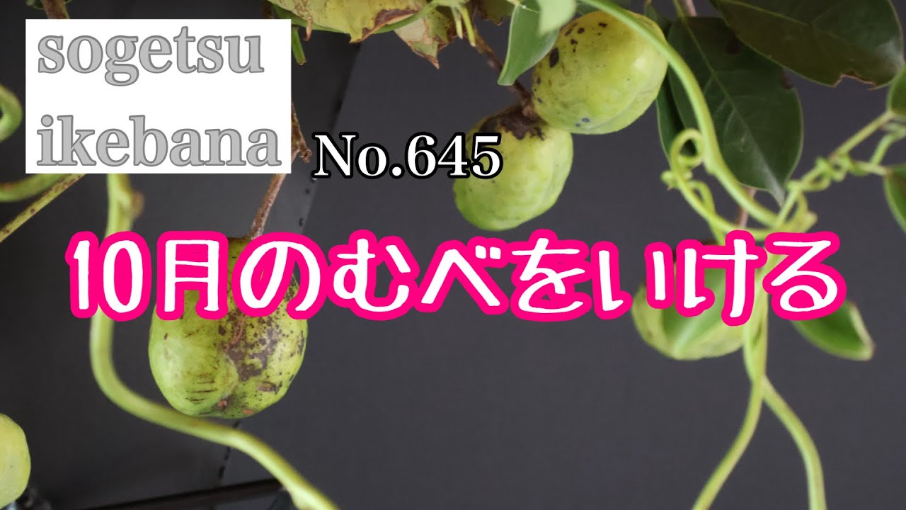 10月のむべをいける　No.645